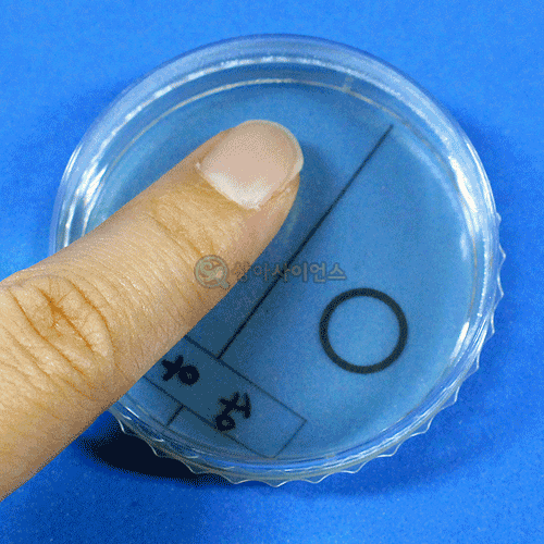 손에 있는 세균 비교검사(5인 세트)