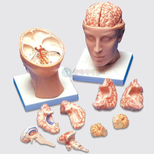 뇌의 구조 모형A형