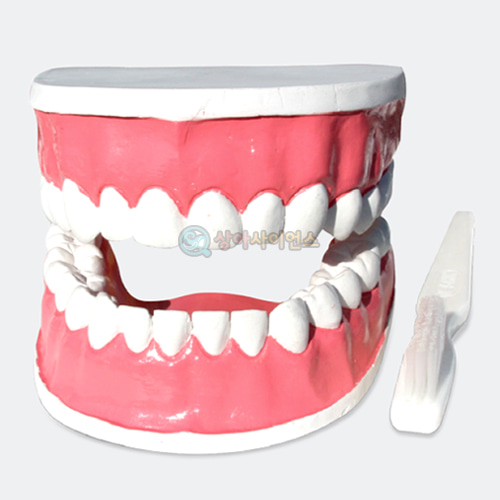 치아모형(대형)