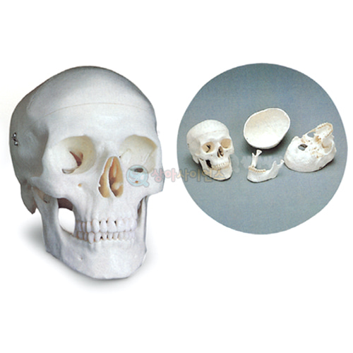 두개골 모형(기본형)