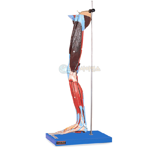 다리근육 모형(실물형)