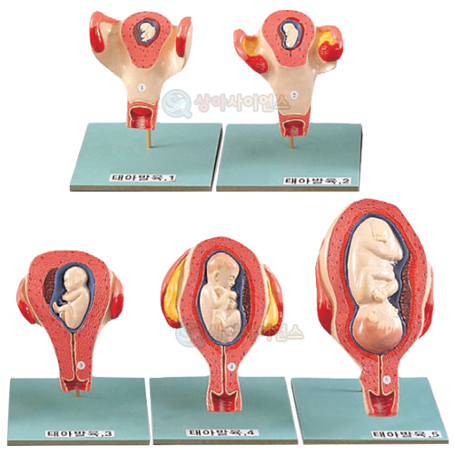 태아발육 과정B형