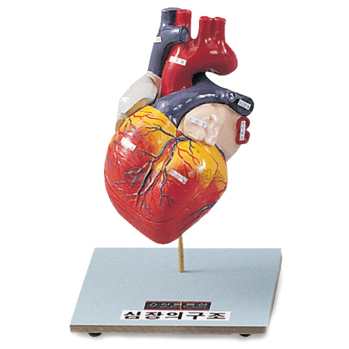 심장구조 모형