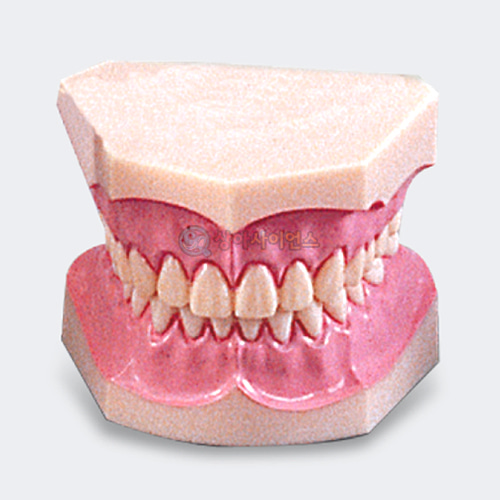 치아모형(소형)