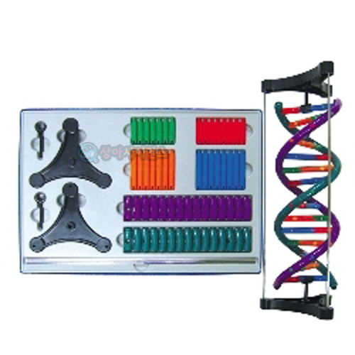 DNA이중나선구조 입체모형(분해조립식)