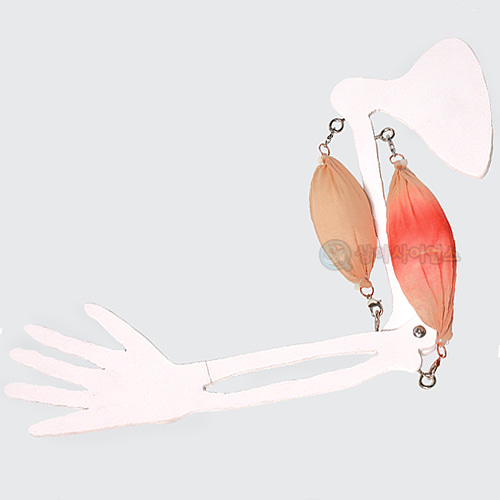 팔근육 실험기(간이형)