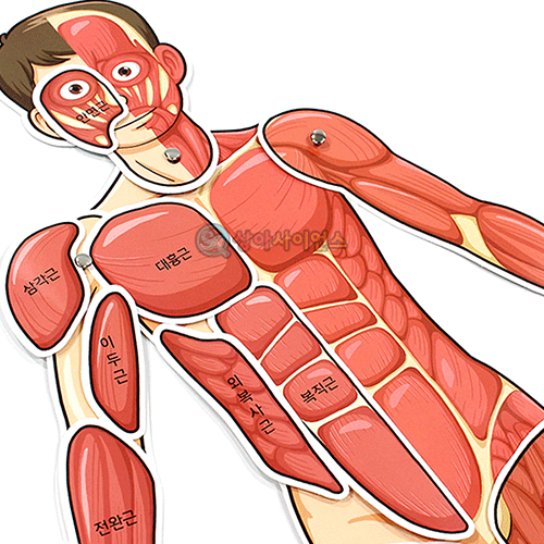 인체의 신비-인체 근육 모형(완성시 약70cm)(1인용 포장)