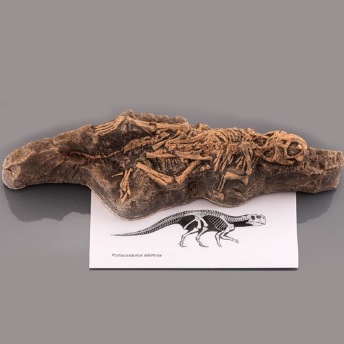 아기공룡 화석모형