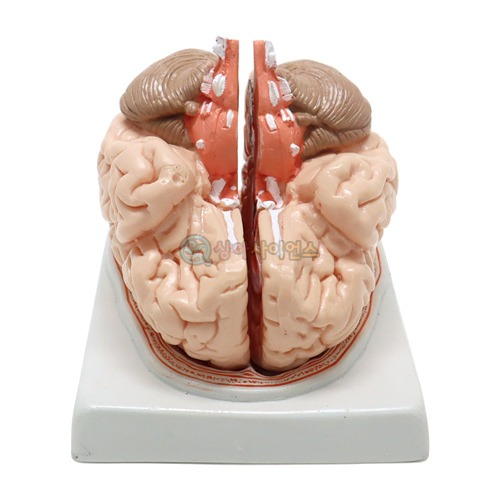 뇌의 구조 모형(C형)