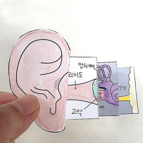 귀의 내부구조(도면 30장)
