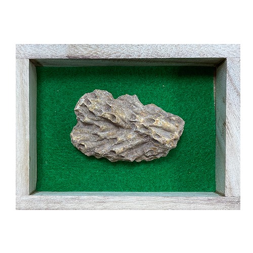 산호화석(대)(목상자입)