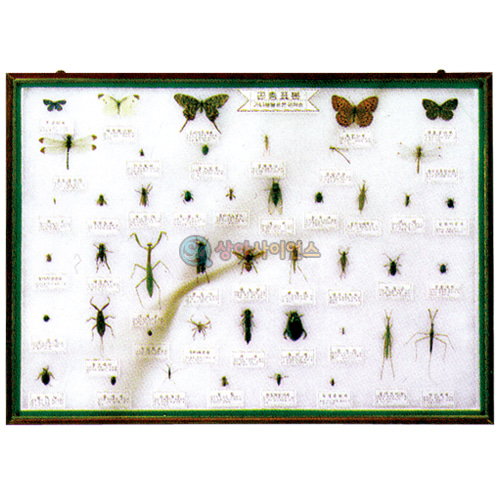 곤충표본(실물제작)(규격선택)