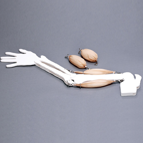 팔근육 모형(신형)