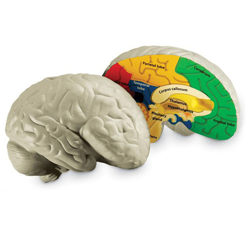인체 뇌단면 모형
