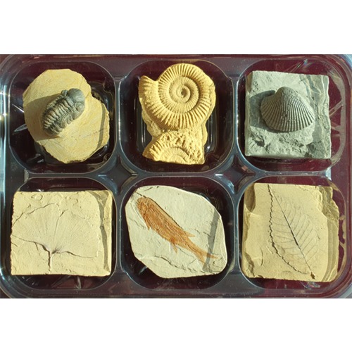교과서에 나오는 화석모형(6종 세트)