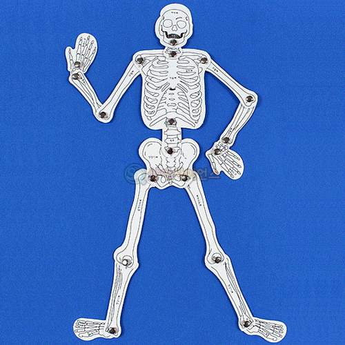 인체골격 만들기(우리 몸의 뼈구조)(10인 세트)