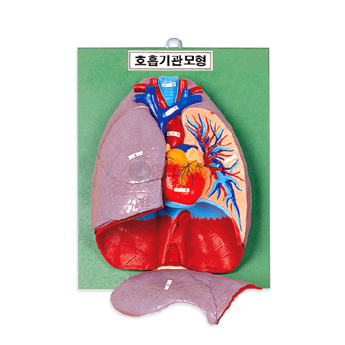 호흡기관모형