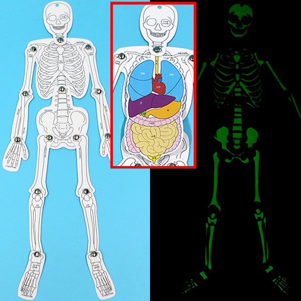 SA 야광 인체골격과 장기모형(5인 세트)