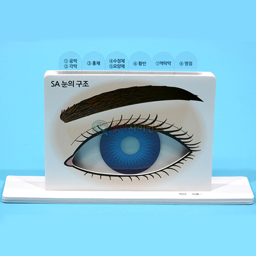 SA 눈의 구조 이해 만들기(일반형)(1인용 포장)
