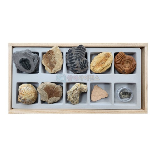 교과서에 나오는 초등 화석(10종)